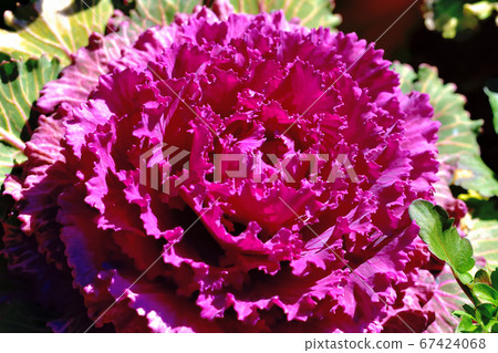 Habotan被用作新年的Kadomatsu，對寒冷的抵抗力很強。 67424068