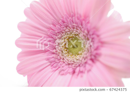粉色非洲菊 粉色非洲菊 67424375