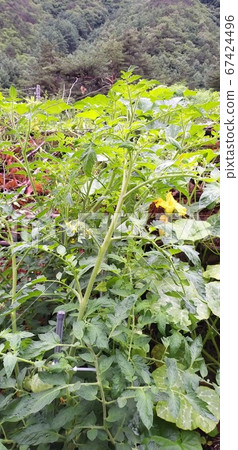 西紅柿果實生長的土堆正在等待蜜蜂。 西紅柿果實生長的土堆正在等待蜜蜂。 67424496