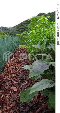 Eggplants, peppers, and green onions are the main characters that protect the garden. Eggplants, peppers, and green onions are the main characters that protect the garden. 67424497