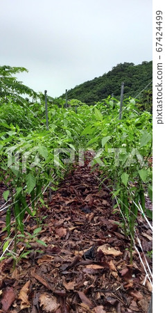 青椒一簇簇地掛著,長得很好。 青椒一簇簇地掛著,長得很好。 67424499