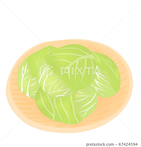 Harvesting cabbage (vector illustration of sweet potato) 67424594