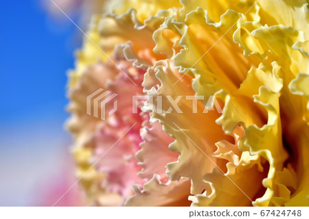 Habotan被用作新年的Kadomatsu，對寒冷的抵抗力很強。 67424748