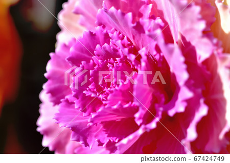 Habotan被用作新年的Kadomatsu,對寒冷的抵抗力很強。 Habotan被用作新年的Kadomatsu,對寒冷的抵抗力很強。 67424749