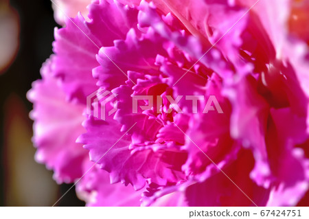 Habotan被用作新年的Kadomatsu,對寒冷的抵抗力很強。 Habotan被用作新年的Kadomatsu,對寒冷的抵抗力很強。 67424751
