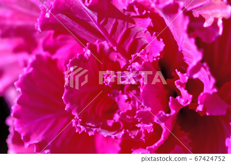 Habotan is used for Kadomatsu of the New Year, which is strong against the cold. 67424752