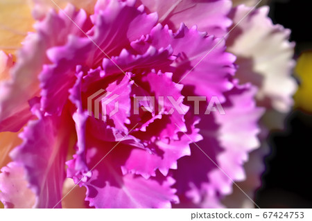Habotan被用作新年的Kadomatsu，對寒冷的抵抗力很強。 67424753