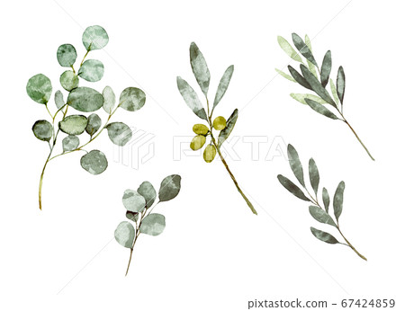 桉樹和橄欖葉的插圖 67424859