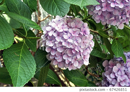 繡球 繡球 67426851