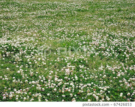 白三葉草大泉琉球（大阪府） 67426853