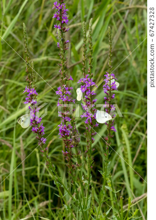 Buddha cockerel,butterfly 67427328