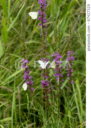 Buddha cockerel,butterfly 67427329
