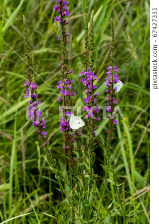 Buddha cockerel,butterfly 67427331