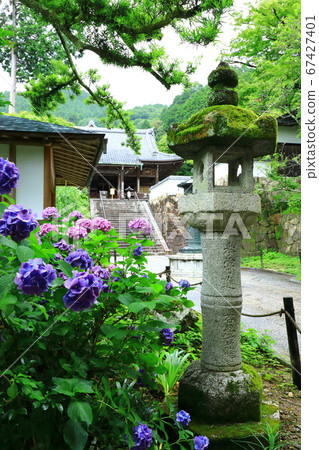 Zenmineji Kannon (main hall) and hydrangea 67427401