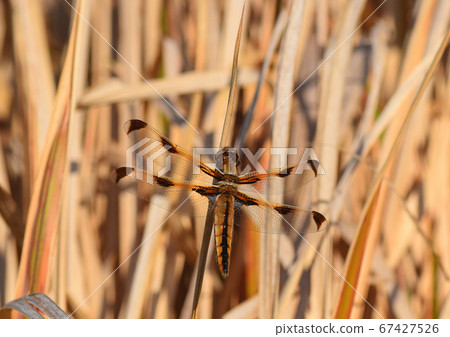 Bekko蜻蜓 67427526