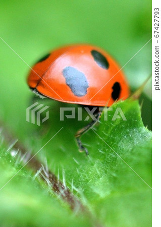 Up of the ladybird ladybird 67427793