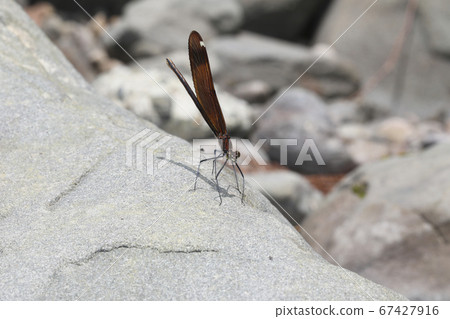 Miyama Kawatombo Miyama Kawatombo 67427916