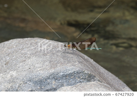 Miyama Kawatombo 67427920