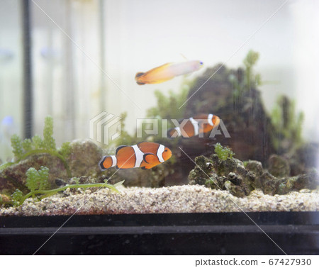 Nemo in the aquarium 67427930