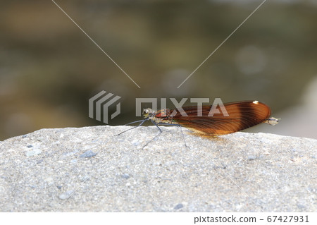 Miyama Kawatombo Miyama Kawatombo 67427931