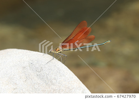 Miyama Kawatombo 67427970