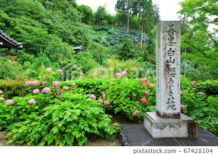 禪寶寺白山櫻花繡球花園 禪寶寺白山櫻花繡球花園 67428104