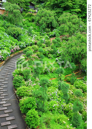 Zenpoji Temple Hakusan Sakura Hydrangea Garden 67428272