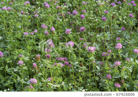 Red shamrock Red shamrock 67428806