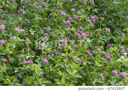 紅三葉草 67428807