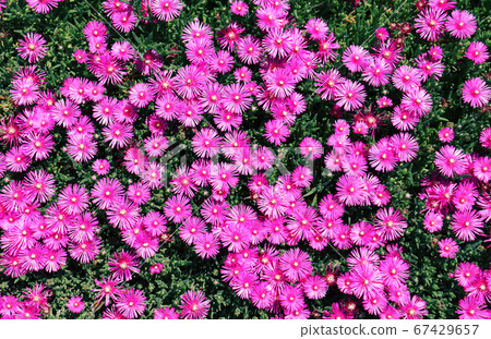 粉紅色的花背景金銀花 67429657