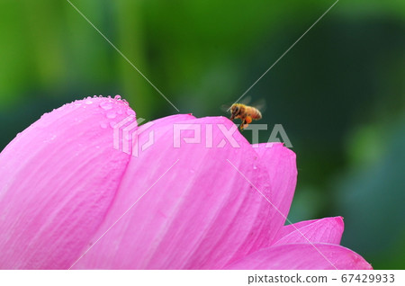 Ancient lotus with raindrops Ancient lotus blooming in the rain (green background) 67429933