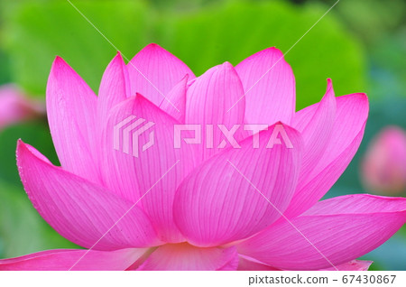 Lotus flower one blooming ancient lotus one flowering ancient lotus pink lotus Lotus flower one blooming ancient lotus one flowering ancient lotus pink lotus 67430867