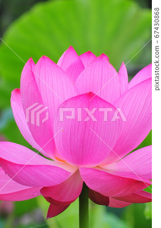 Lotus flower, ancient lotus that bloomed pink ancient lotus Lotus flower, ancient lotus that bloomed pink ancient lotus 67430868