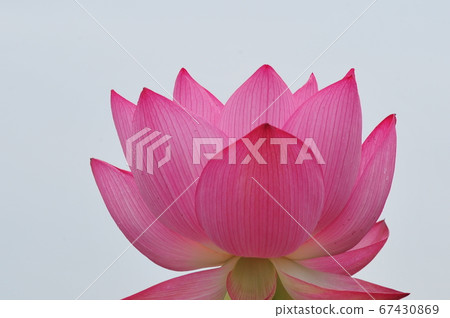 One lotus flower (white background) Ancient lotus that bloomed (white background) Blooming lotus Pink lotus One lotus flower (white background) Ancient lotus that bloomed (white background) Blooming lotus Pink lotus 67430869