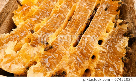 Nest cross-section honey honey bee nest nest breeding box internal material background Nest cross-section honey honey bee nest nest breeding box internal material background 67431024