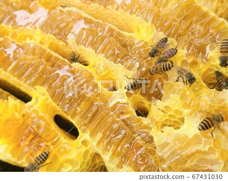 巢橫斷面蜂蜜蜜蜂巢巢繁殖盒內部材料背景 67431030