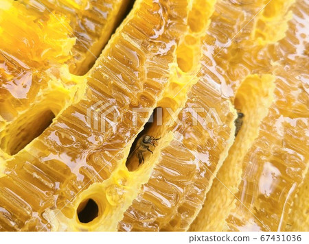 巢橫斷面蜂蜜蜜蜂巢巢繁殖盒內部材料背景 67431036