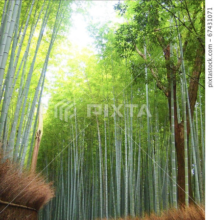 Bamboo forest (Arashiyama, Kyoto) Bamboo forest (Arashiyama, Kyoto) 67431071