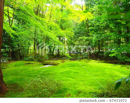 苔蘚花園 苔蘚花園 67431072