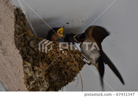 Swallow parenting 67431347