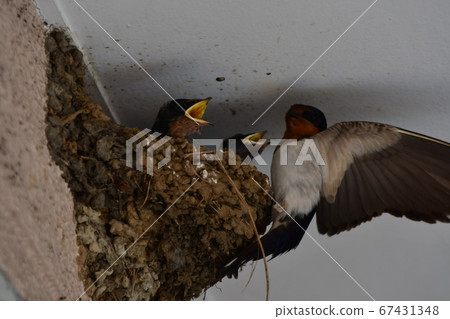 Swallow parenting 67431348