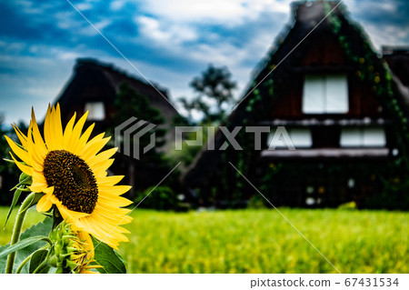 Sunflower summer and Japanese landscape 67431534