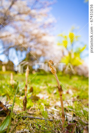 With the arrival of spring 67431656