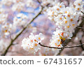 Cherry blossoms in full bloom with the scent of spring 67431657