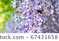 Bumble bee invited by wisteria flowers 67431658
