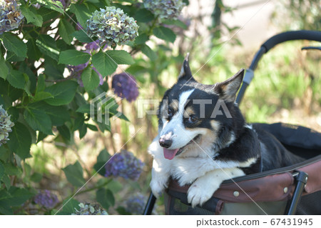 A black corgi leans out of a dog cart during a walk in the hydrangea park 67431945