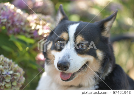 Gentle smiling black Welsh corgi dog in hydrangea field 67431948