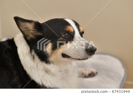 在室內狗床上自動約束的黑色柯基犬的右側剖面 在室內狗床上自動約束的黑色柯基犬的右側剖面 67431949