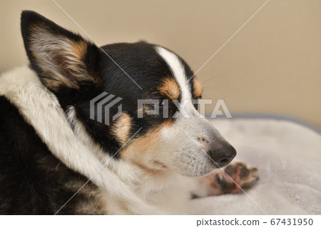 黑色柯基犬狗的右側輪廓，無聊的表情從室內拒之門外 67431950