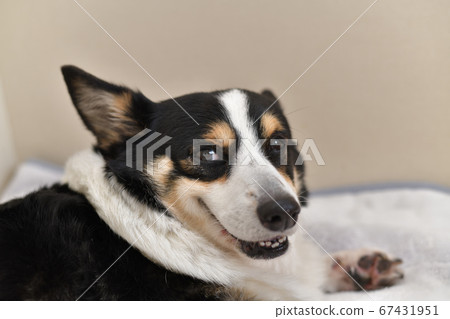 黑色柯基犬狗在室內的狗床上放鬆的同時帶幸福的微笑 黑色柯基犬狗在室內的狗床上放鬆的同時帶幸福的微笑 67431951